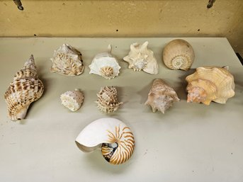 Collection Of Large Natural Seashells Conch Nautilus