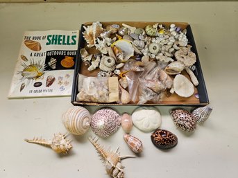 Huge Collection Of Assorted Natural Seashells