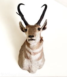 Pronghorn Antelope Head Taxidermy