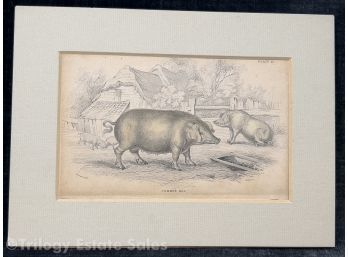 Common Hog Plate 21 Stewart Matted Book Print