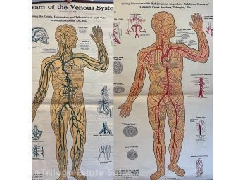 Two Antique Circa 1894 Anatomy Posters Arterial And Venous Systems