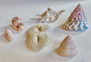 A Group Of Collectible Seashells