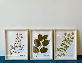 Tuxedo Park Herbarium Trio Of Framed Botanical Specimens