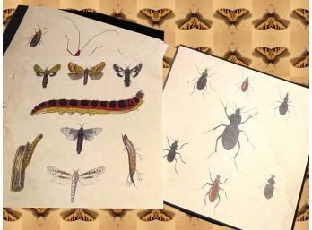 Natural Curiosities Portfolio Of 14 Rendering Of The Insect Kingdom