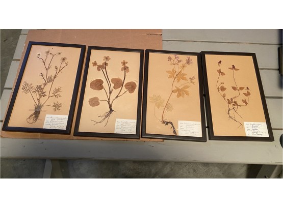 4 Antique Beautifully Framed And Preserved Herbarium Specimen  Leaf Art