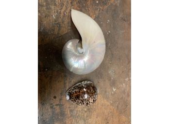 Pair Of Beautiful Sea Shells, Tiger Cowrie Shell And  A Amazing Nautilus Shell