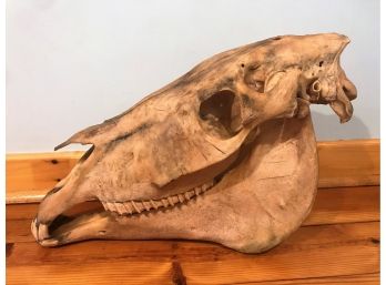 Horse Skull - Almost 2 Ft Long (23')