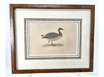 Vintage Pink Footed Goose Print, Framed.