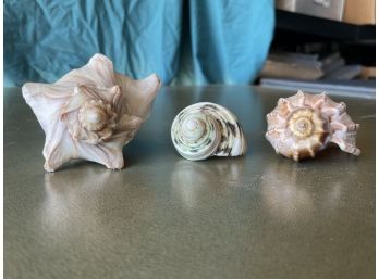 Lot Of 3 Sea Shells