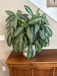 Large House Plant And Other Decor
