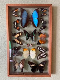 Butterfly Collection Wall Hanging