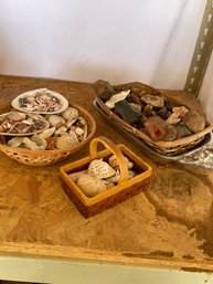 Seashells And Decorative Rocks & Fossils