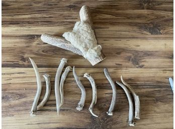 Assorted Shed Antlers