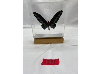 Rajah Brooke's Birdwing Butterfly In Plexiglass Display Case