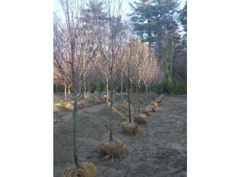 (LOTS OF 6) SUN VALLEY RED MAPLE 2-2.5'