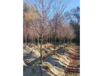 (LOTS OF 6) REDPOINTE RED MAPLE 2.5-3'