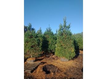 (LOTS OF 6)  WHITE PINE 8-10'