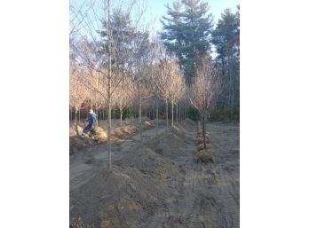 (LOTS OF 6)  SUN VALLEY RED MAPLE 2.5-3'
