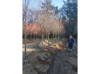 (LOTS OF 6) SUN VALLEY RED MAPLE 3-3.5'
