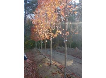 (LOTS OF 6)  OCTOBER GLORY RED MAPLE 2.5-3'