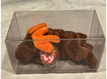 Beanie Baby Moose In Plastic Box