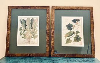 Pair Of Framed Gardening Prints  Cucumber & Lettuce