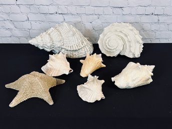 Seven Piece Collection Of Decorative Shells - Some Real, Some Composite
