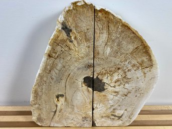 Pair Of Petrified Wood Book Ends