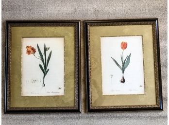 Pair Of Framed Floral Botanicals