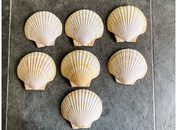Set Of 7 Natural Baking Scallop Shells