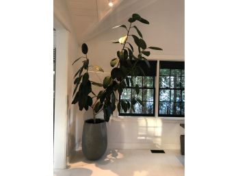 Large Plant In Modern Grey Pot
