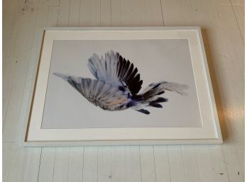 Framed Photo Of Dove Flying - Unsigned