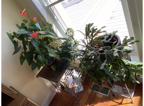 3 Live Plants - 2 Christmas Cactus And 1 Other