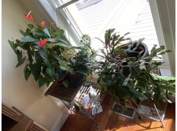 3 Live Plants - 2 Christmas Cactus And 1 Other