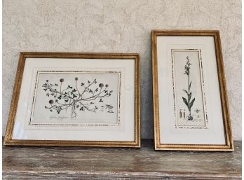 Pair Of Framed 18th Century Botanical Prints In Custom Gilt Frames - Clover And Orchid