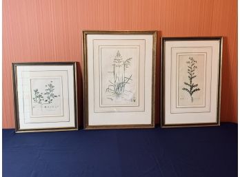 Set Of 5 Framed Botanical Prints - Grasses - With Black/gilt Frames