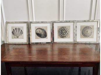 Collection Of 4 Framed Shell Prints By Ben Wood - Mirrored Frame