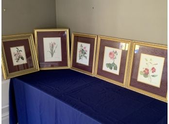 Set Of 5 Gold Framed Botanical Prints With Maroon Mats