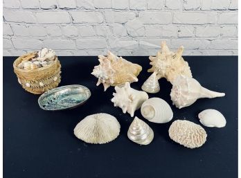 Collection Of Decorative Seashells