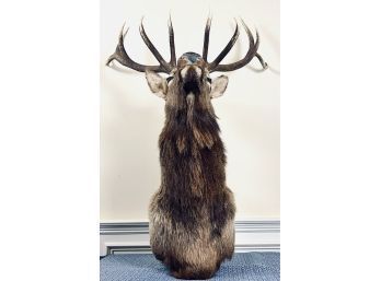 Full Size Elk Trophy Mount - 10 Points  - Retail $2200.00
