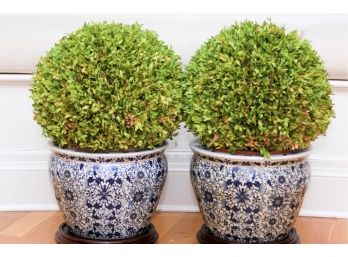 Lexington Gardens Boxwood Topiary In Blue And White Asian Planters On Stands