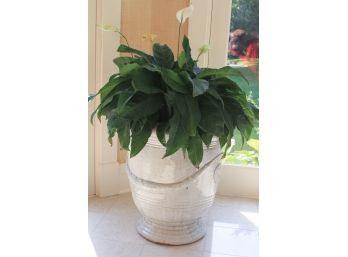 Very Large Ceramic White Urn With Plant