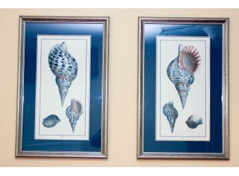 **Revised** Pair Of Seashell Prints In Silver Frames