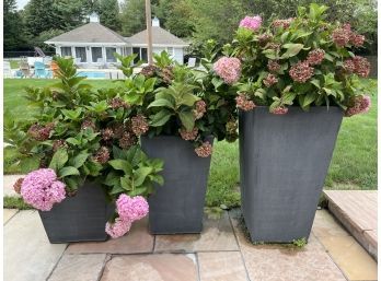 Set Of Three Resin Planters With Established Hydrangea