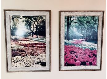 Framed Photographs Of Flower Fields - Tulips And Mums - Barnwood Frames