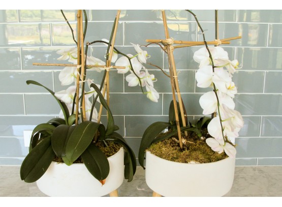 Pair Of Orchids In Round Modern Pots