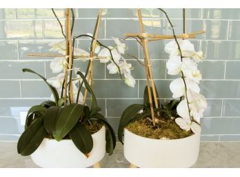 Pair Of Orchids In Round Modern Pots