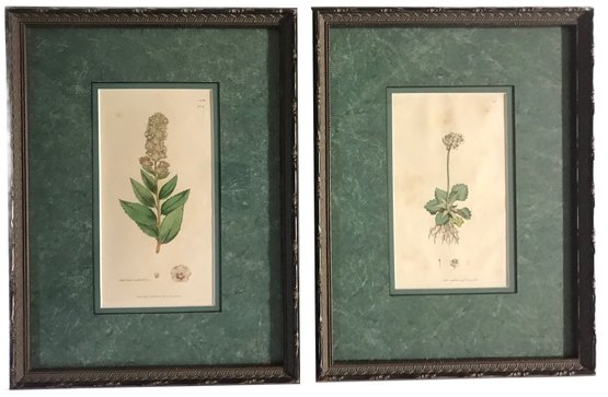 Pair Beautiful Antique Matted Framed Hand-Colored Botanical Etchings Dated 1797 & 1805