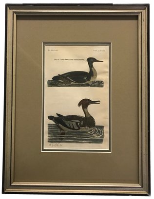 19thC Etching Double Matted Framed Hand-Colored Etching M&F Red-Breasted Goosander Duck