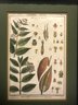 1810 Impressive Matted Framed Copper Hand-Colored Botanical Etching  Of Fossier Del. By  Bernard Direxit